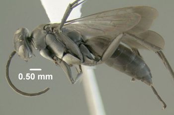 Media type: image;   Entomology 600328 Aspect: habitus lateral view